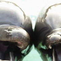 Светлана Архарова