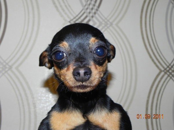 Алена Гусева