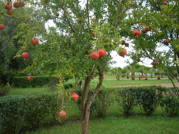Елена Тюшнякова
