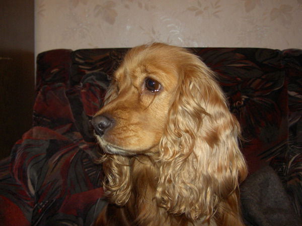 Александр Волков