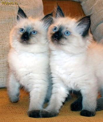 Виктория Ржевич