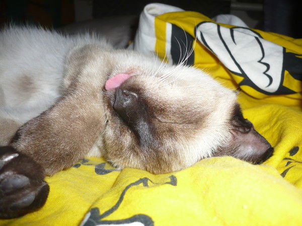 Анна Максяшина