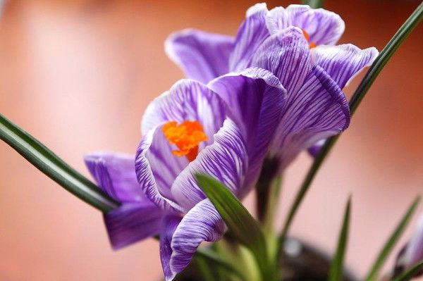 Юлия Редькова