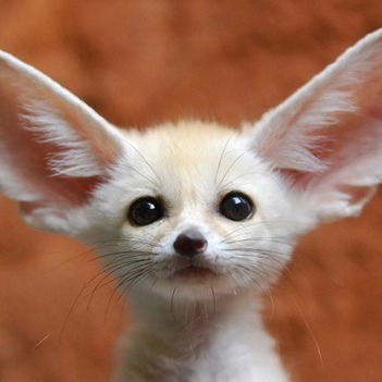 Вероника Усявичус