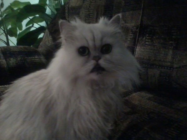 Александр Иванов