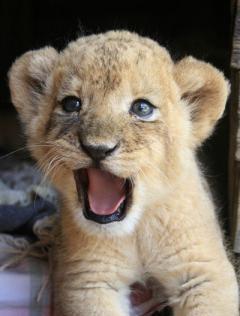 Элизабет Фрицлер