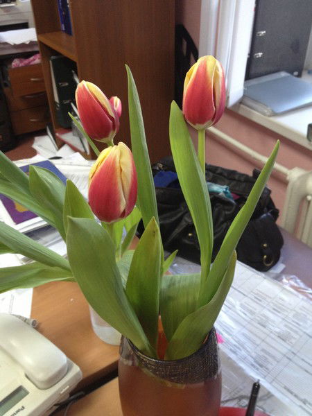 Ольга Василенко