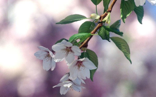 Рахат Карымшакова