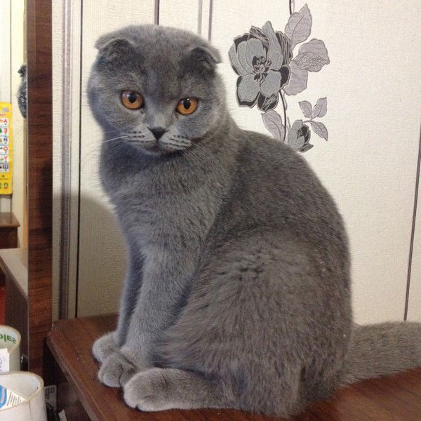 Денис Рябухин