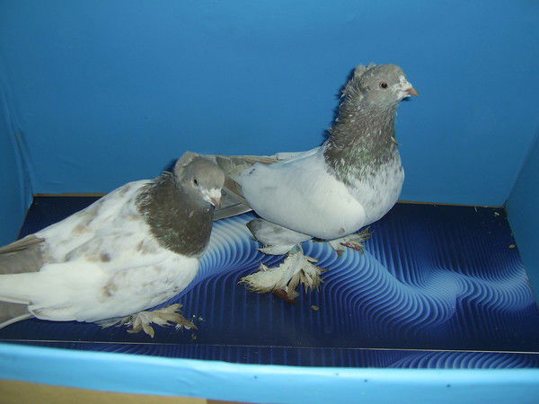 Валера Азизов