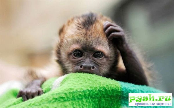 Владимир Снегирев