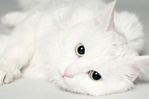 Динара Махметова