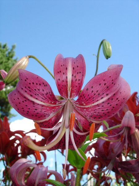 Любовь Фролова