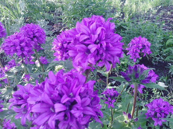 Наташа Rudjakowa