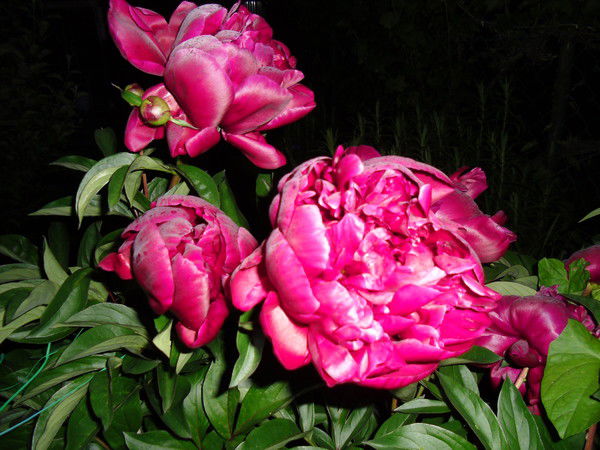 Альвина Буч