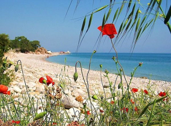 Светлана Агаева