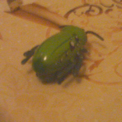 Роман Шевердак