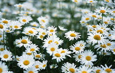 Галияш Жанесова