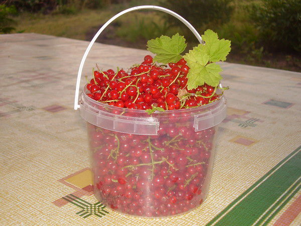 Ольга Степанова