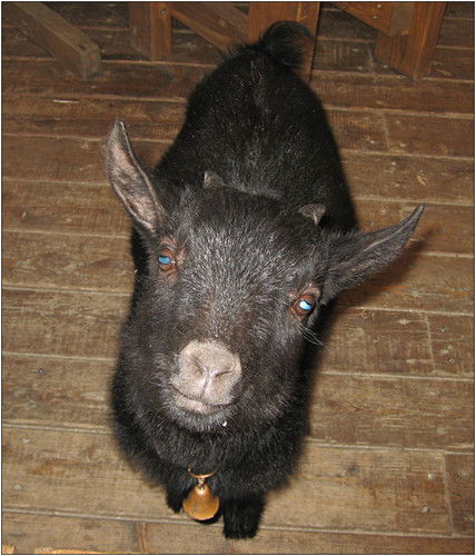 Гуреева Елена