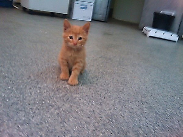 Андрей Романов