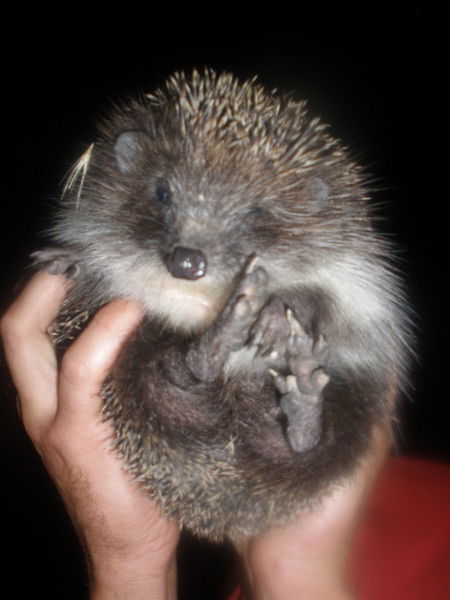 Платон Кравченко