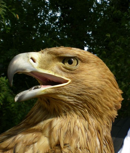 Андрей Гайнуллин