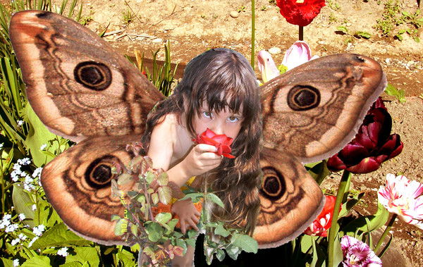 Елена Анисимова