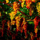 Savans @mail.ru