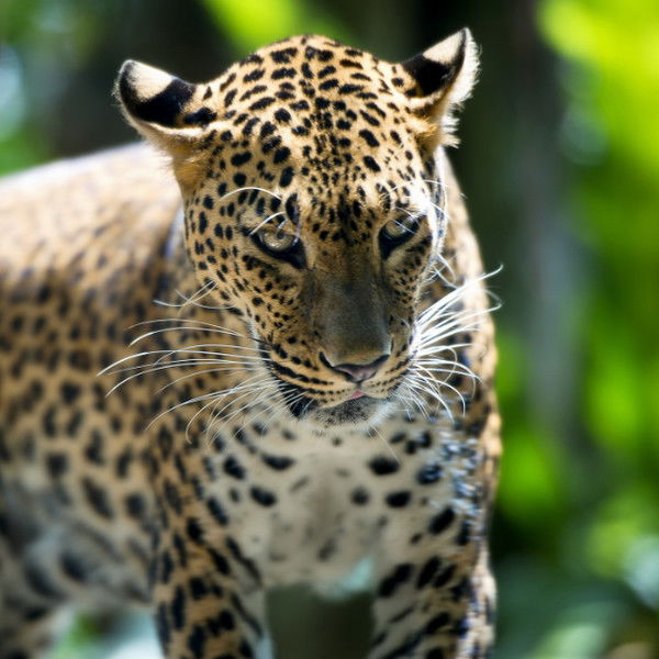 Елена Стрекалова