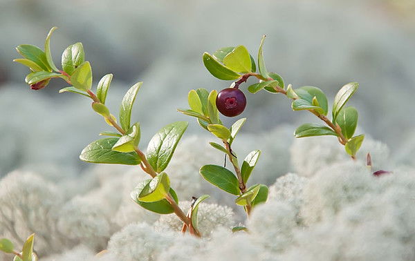 Ирина Молинова