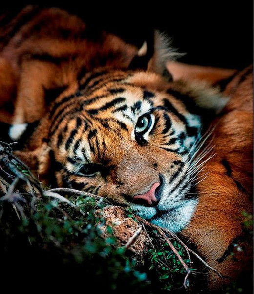 Александр Рычагов