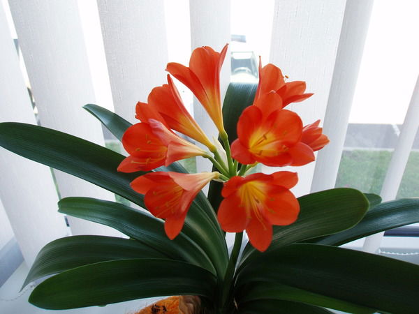 Владимир Давыдов