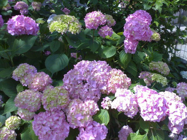 Лариса Прасалова