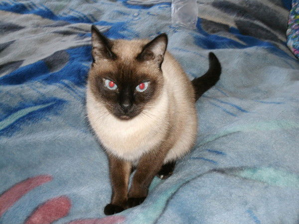 Елена C. Тихомирова.