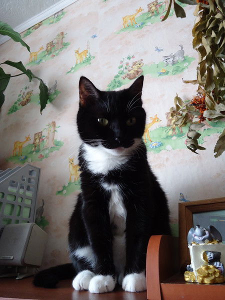 Андрей Шандов