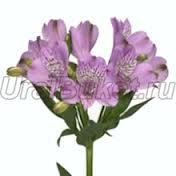 Адия Алпысова