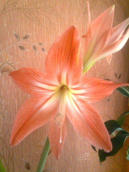 Светлана Бушмелева