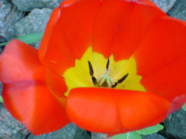 Людмила Проскурякова