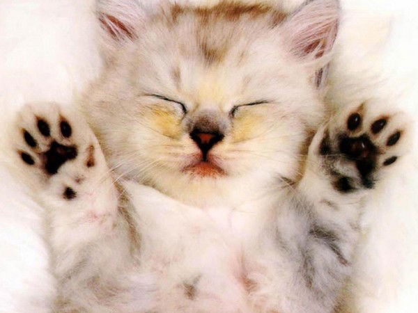 Евгения Нефедовская