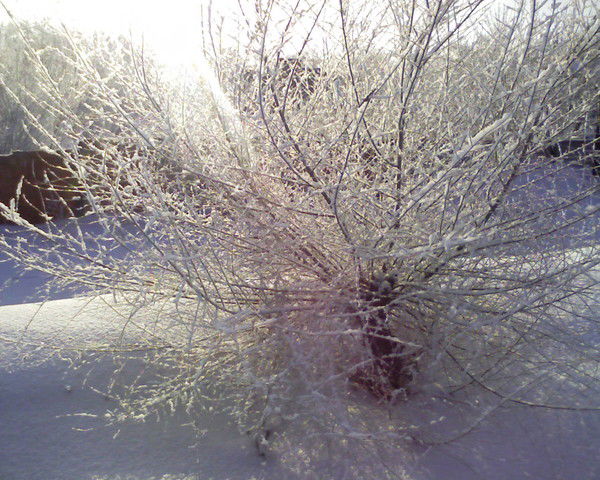 Елена Хижникова