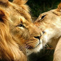 Алена Бокарёва