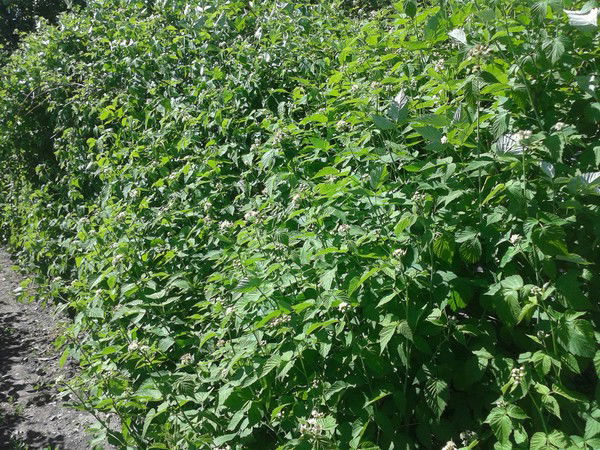 Валерий Филин