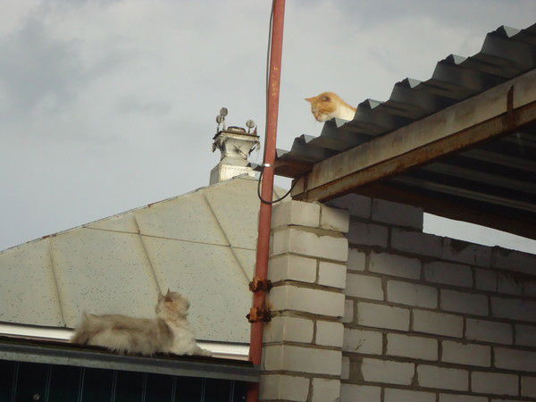 Лариса Гоголева