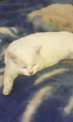 Татьяна Макушева