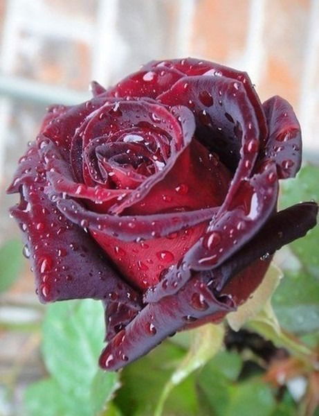 Гульзина Мадиева