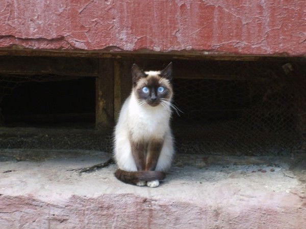 Людмила Смирнова