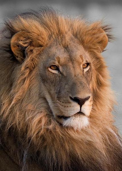 Владимир Пантелеев