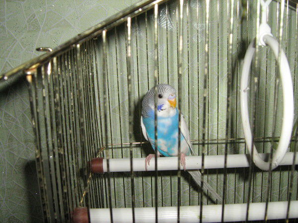 Денис Неизвестный