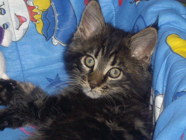 Томас Рэтлифф